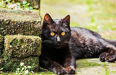 消息称《古惑狼4》等3款游戏加入7月PS+会免名单